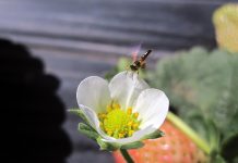 Abelhas e agricultura