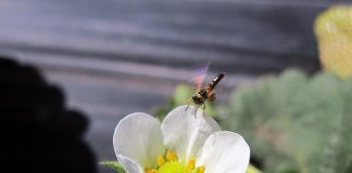 Polinização contribui para a produtividade agrícola