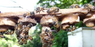 Abelhas contribuem mais para economia britânica que a família real