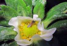 Abelhas e a polinização abelhas e a polinização