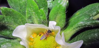 Ciência Cidadã trilha o caminho das flores na Chapada Diamantina abelhas e a polinização