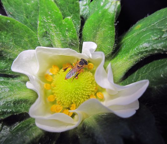Abelhas e a polinização abelhas e a polinização