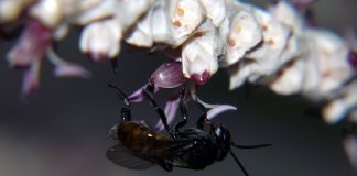 Formigas influenciam comportamento de abelhas e moscas polinizadoras do açaí