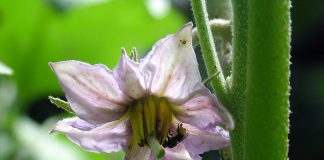 Estudo publicado na Science confirma papel de polinizadores na produtividade agrícola