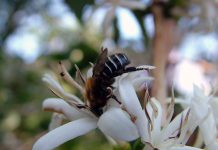 O valor econômico da polinização