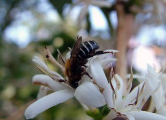 O valor econômico da polinização