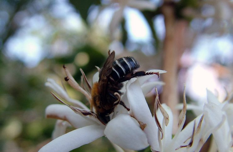 O valor econômico da polinização