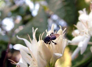 Série Chamada Pública CNPq – Marina Wolowski