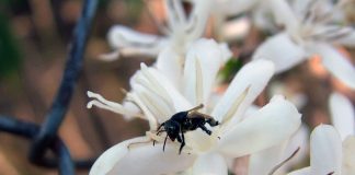 Polinização pode aumentar a produtividade de culturas de grande importância agrícola no Brasil