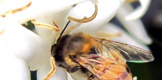 Pesquisadores realizam avaliação global de polinizadores