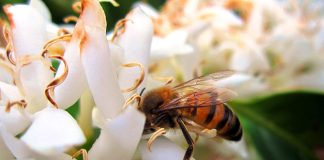 Abelhas melíferas ficam “atrapalhadas” com manganês na alimentação