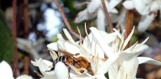 Aluguel de colmeias traz lucro e aumenta produção de café no ES