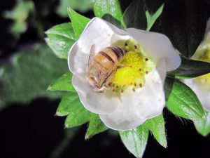 abelha-morango14