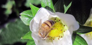 Curso do Instituto Biológico ensina importância ecológica das abelhas