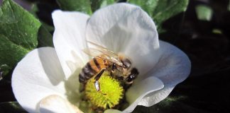 A.B.E.L.H.A. estreia no Twitter