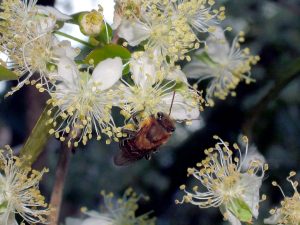 abelha-pitanga15