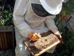 apicultura (102)