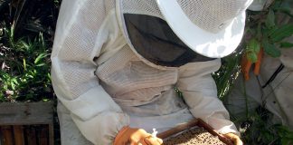 São Luiz do Paraitinga promove Feira de Apicultura Sustentável