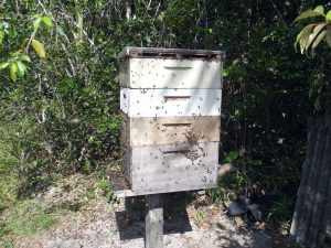 apicultura (105)