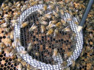 Estudo indica que desaparecimento de abelhas está ligado ao comércio global