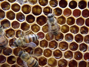 apicultura (74)