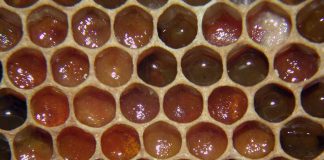 Gel de própolis ajudará pacientes em radioterapia