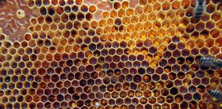 Baixista do Red Hot Chilli Peppers é apicultor