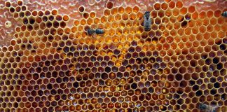 A.B.E.L.H.A., Embrapa Meio Ambiente e Senar lançam novos vídeos de apicultura