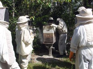apicultura (98)
