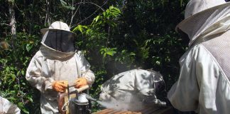 Frente Parlamentar defende interesses de criadores de abelhas