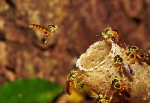 A.B.E.L.H.A. participa da ANUFOOD Brazil 2020