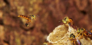 Exposição de insetos do Instituto Biológico apresenta abelhas sem ferrão