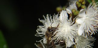 Cientistas desvendam a ‘dança’ das abelhas