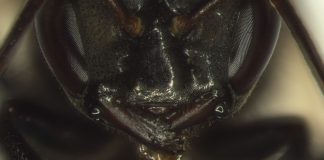 Com ataque suicida, abelhas sem ferrão protegem a colônia