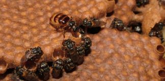 Odor específico funciona como “código de barras” para abelhas