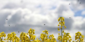 Observatório de Abelhas debate os impactos da catástrofe climática no Rio Grande do Sul