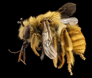 Eucera fulvohirta - USGS Bee Inventory and Monitoring Lab