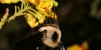 Saiba mais sobre o Projeto Polinizadores do Brasil