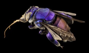 Orchid bee purple USGS Bee Inventory and Monitoring Lab2