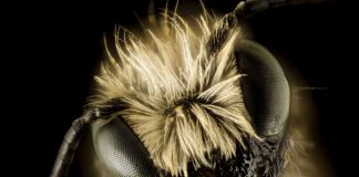 Abelhas na onda das selfies Abelhas na onda das selfies