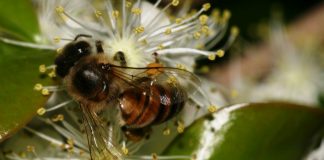 Abelhas em números