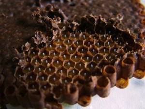 Produção de colônias 9 -abelhas sem ferrão  - Cristiano Menezes