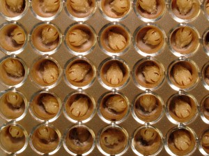 Produção de colônias 3 -abelhas sem ferrão  - Cristiano Menezes