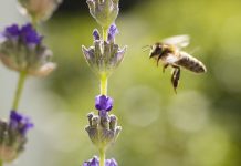 Estados Unidos anunciam plano para conservar abelhas
