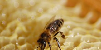 Abelhas melíferas podem sentir o sabor por meio de glândulas nas pernas Apis mellifera