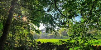 Polinizadores retornam após restauração florestal