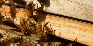 Bactérias do intestino das abelhas rainhas refletem tratamento real