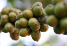 Estudo avalia o valor econômico da polinização para culturas agrícolas no Brasil