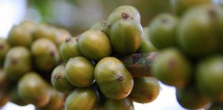 Estudo avalia o valor econômico da polinização para culturas agrícolas no Brasil