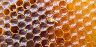 Floresta de eucalipto favorece projeto de apicultura